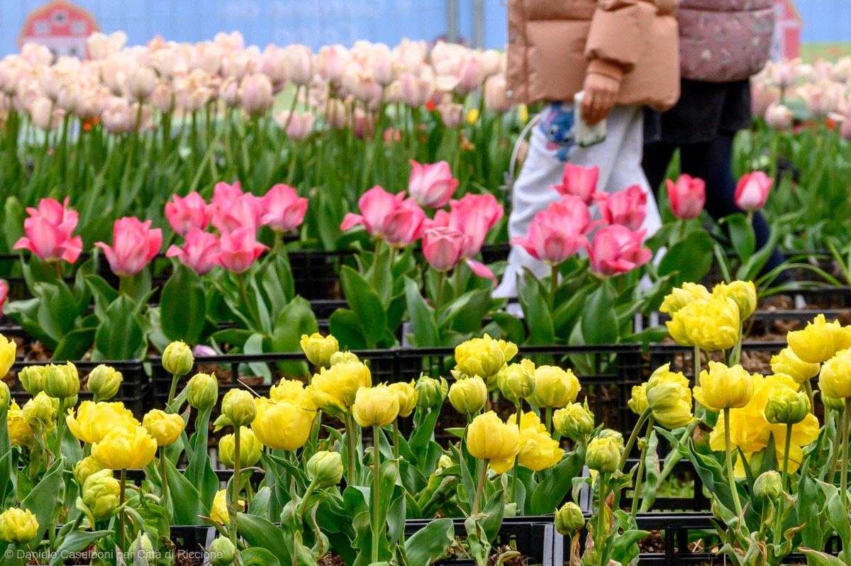 Riccione, un weekend tra cultura, natura ed eventi: mostre, cinema, sport e tulipani in città - 