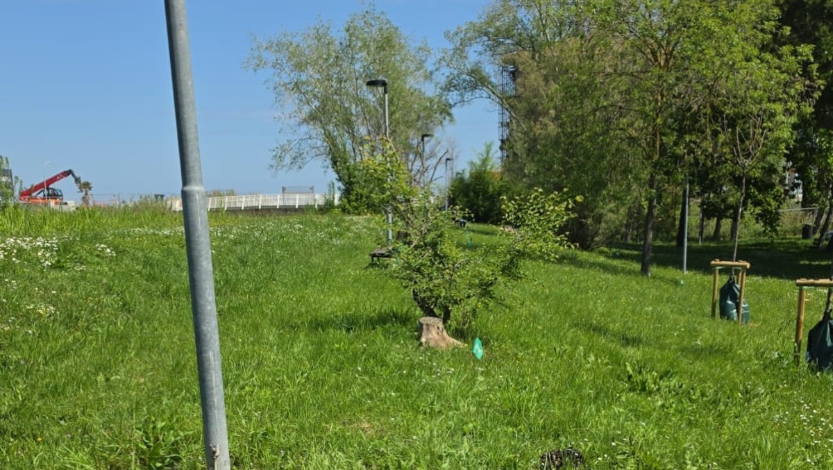 Riccione, per la nuova ciclabile 34 tamerici dovranno cambiare collocazione - 
