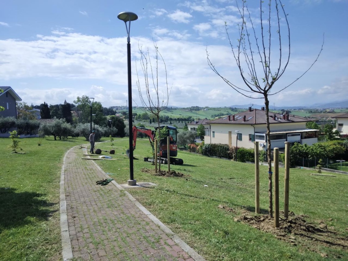 Riforestazione urbana, 250 nuovi alberi tra Scacciano e Villaggio Argentina - 