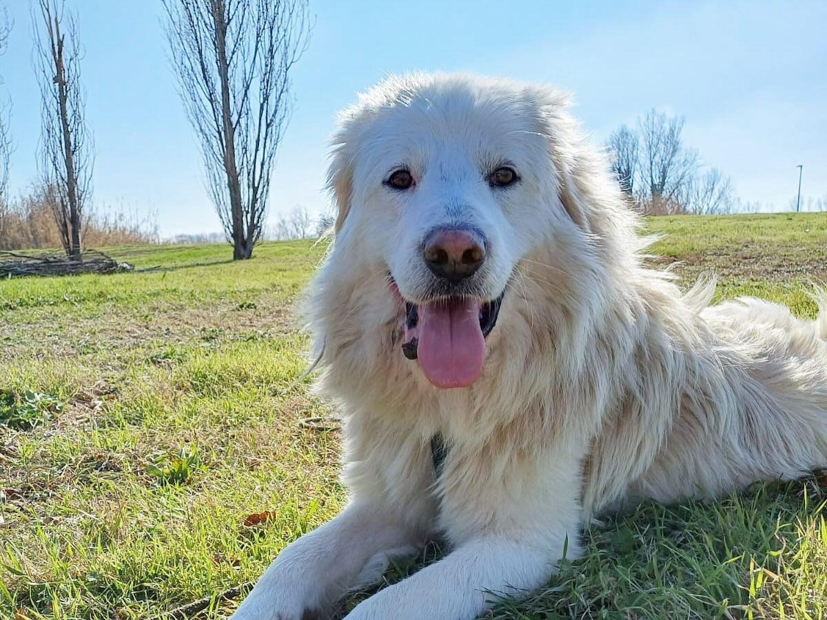Riccione, il canile intercomunale diventa un centro servizi per animali e proprietari - 