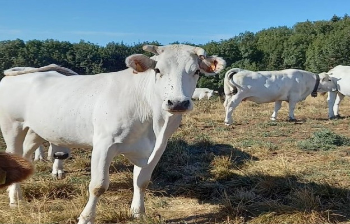 Meno carne e più uova e latte: cambiano i consumi in provincia di Rimini - 