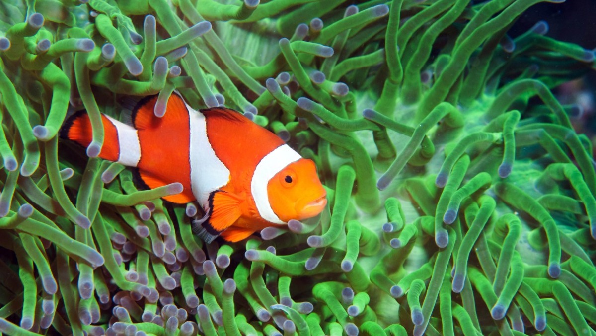 Cattolica festeggia il suo Acquario: giornata speciale con ingresso a 10 euro - 