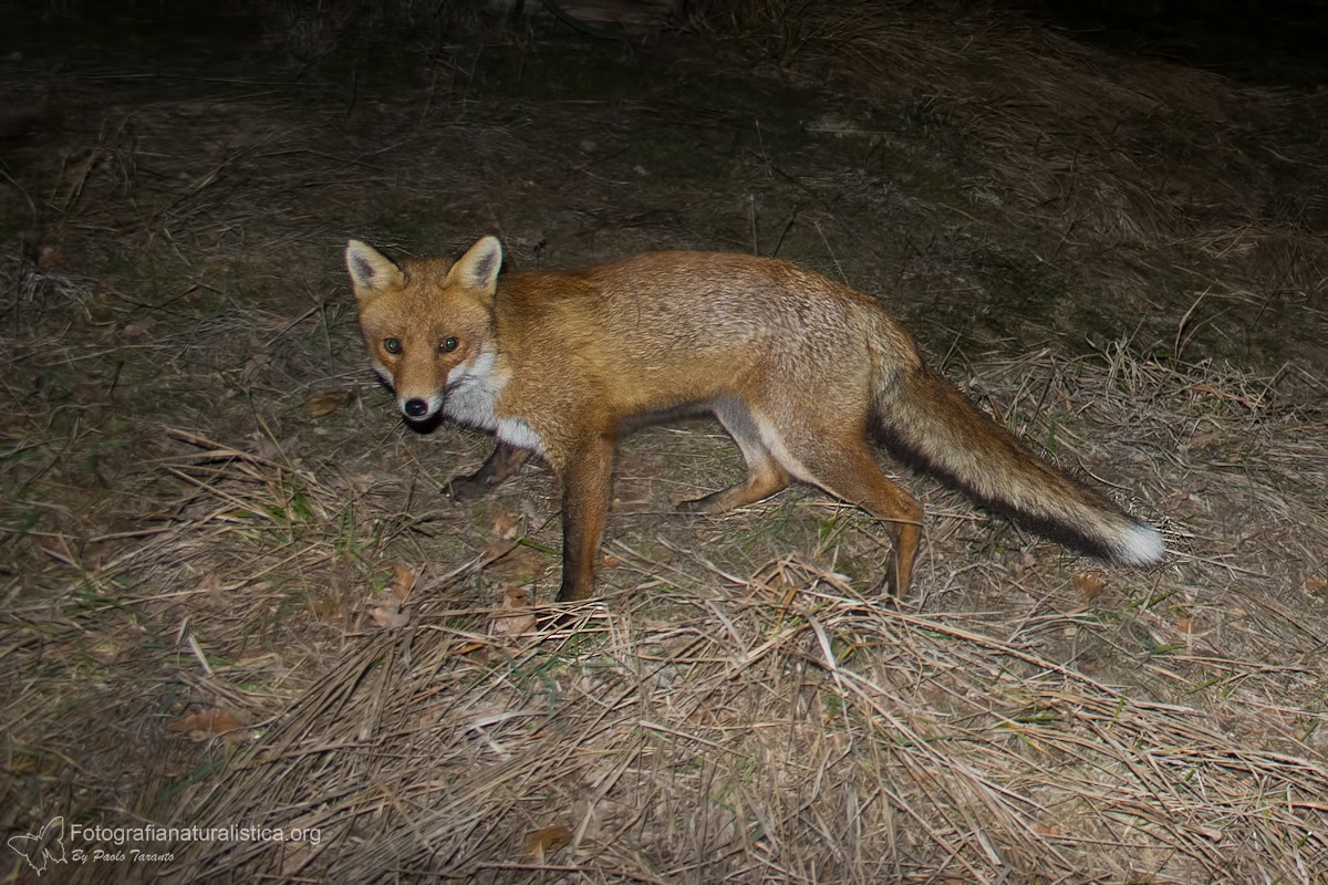 Lipu Rimini contro l’abbattimento delle volpi: “Così si rompe l’equilibrio naturale” - Ph Paolo Taranto