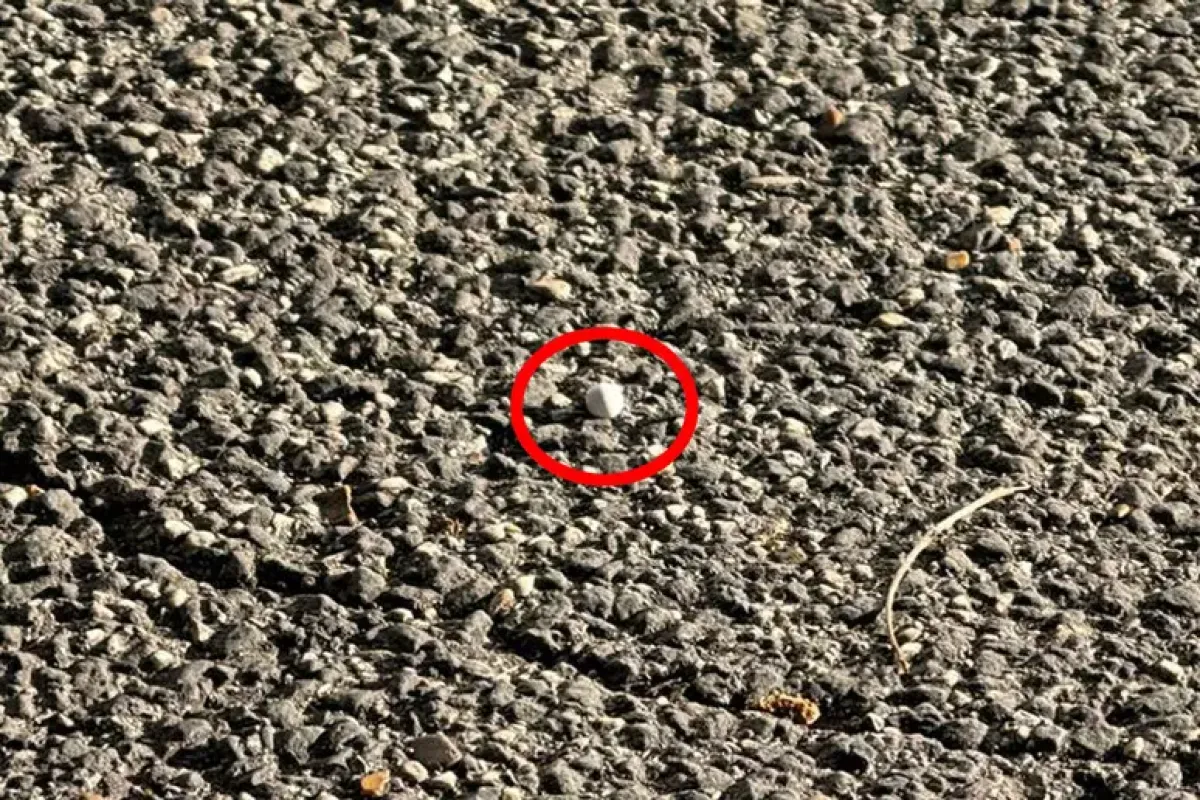 Spari a Roma il 25 aprile: fermato un 21enne. “Sono della comunità ebraica”, ma scoppia la polemica - © Ansa