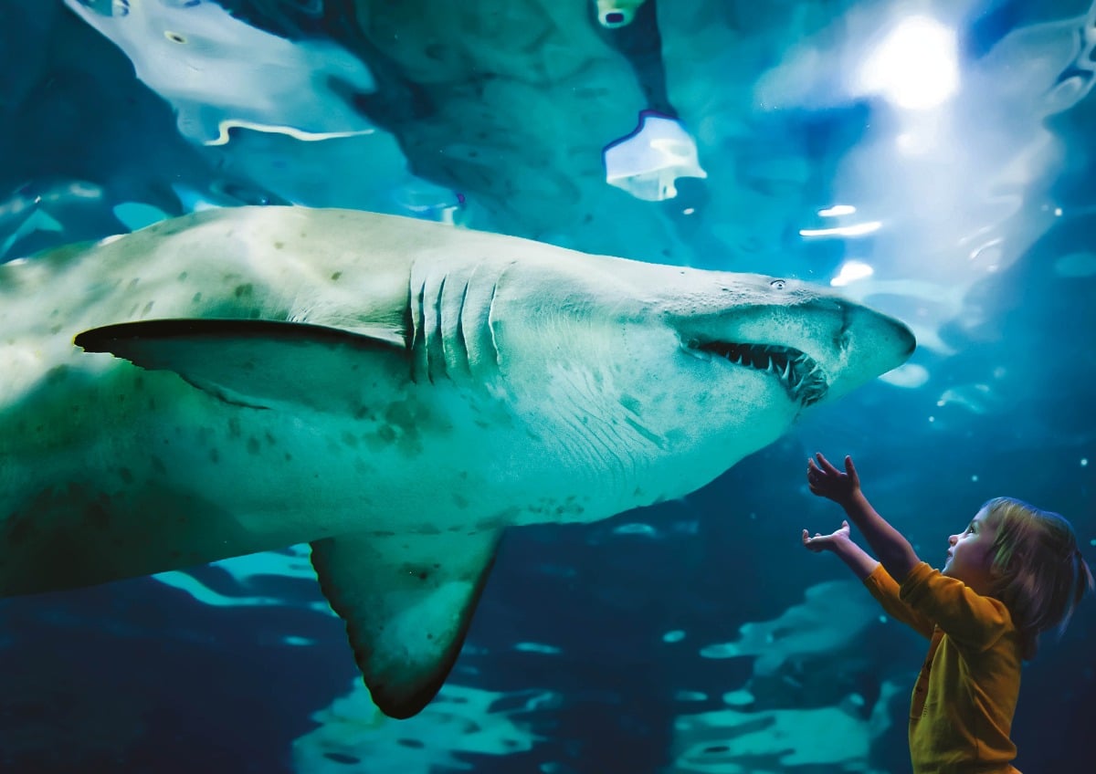 Primo Maggio in Riviera Romagnola: il grande weekend dei parchi tra Oltremare, Acquario e Italia in Miniatura - 