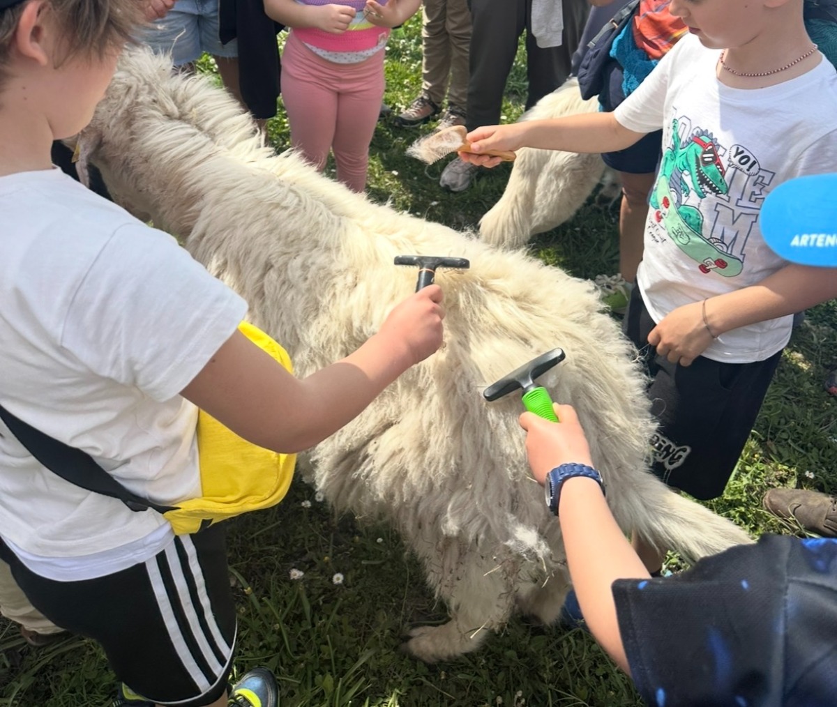 A San Leo non si pettinano le bambole, ma le capre: ecco l'inusuale iniziativa - 