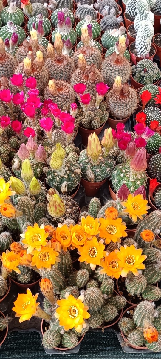 Galleria del 30/04/2026 10:37