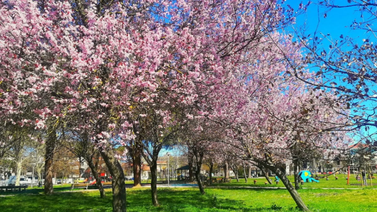 Parco Spina Verde di Miramare, partito il cantiere da 125mila euro per basket, calcetto e illuminazione - 