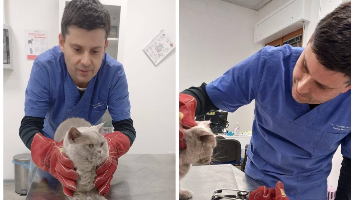 Santarcangelo, torna il microchip day per gatti con il veterinario Giuseppe Montanari - Il veterinario Giuseppe Montanari