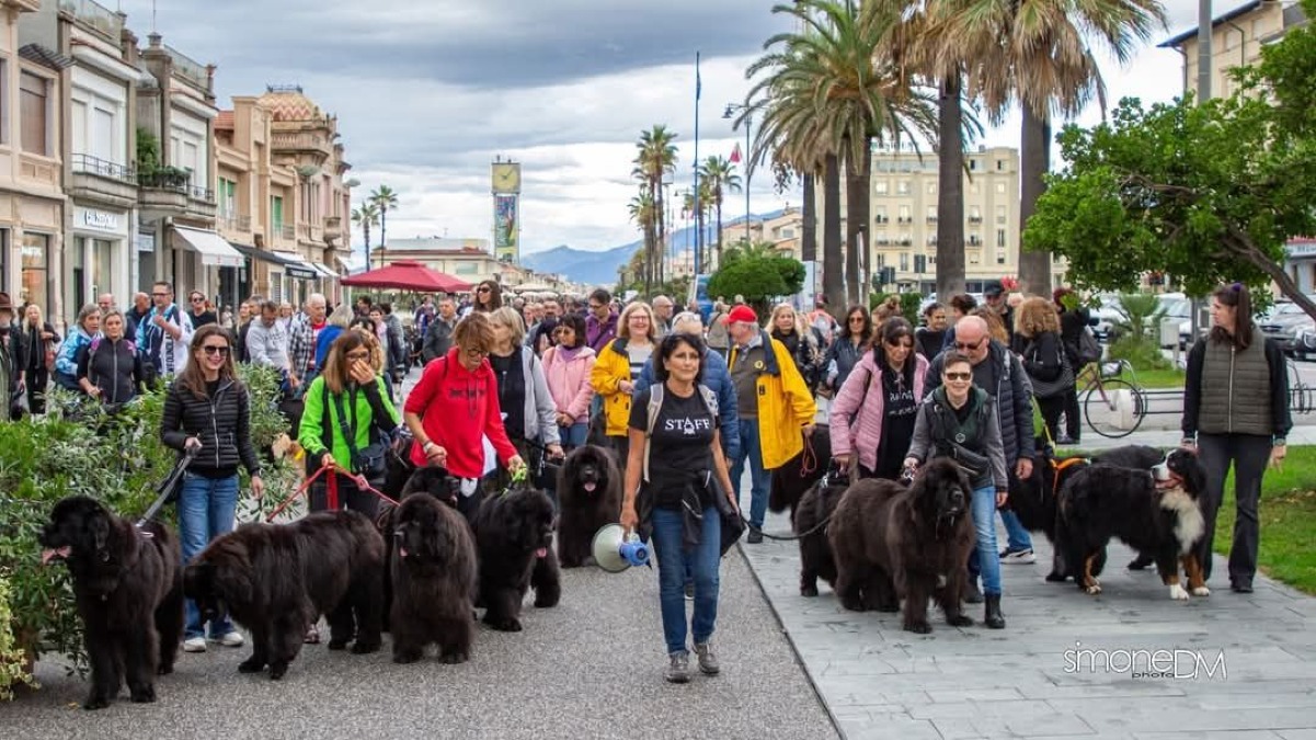 Ottanta cani di Terranova invadono Rimini per il 32° raduno nazionale - 