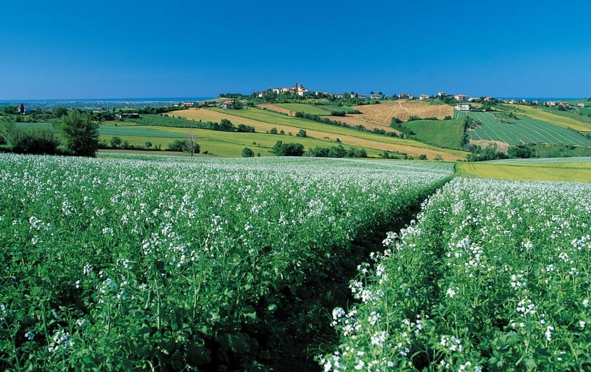 Agricoltura riminese, nel 2025 cala la produzione: persi 6 milioni di euro - 