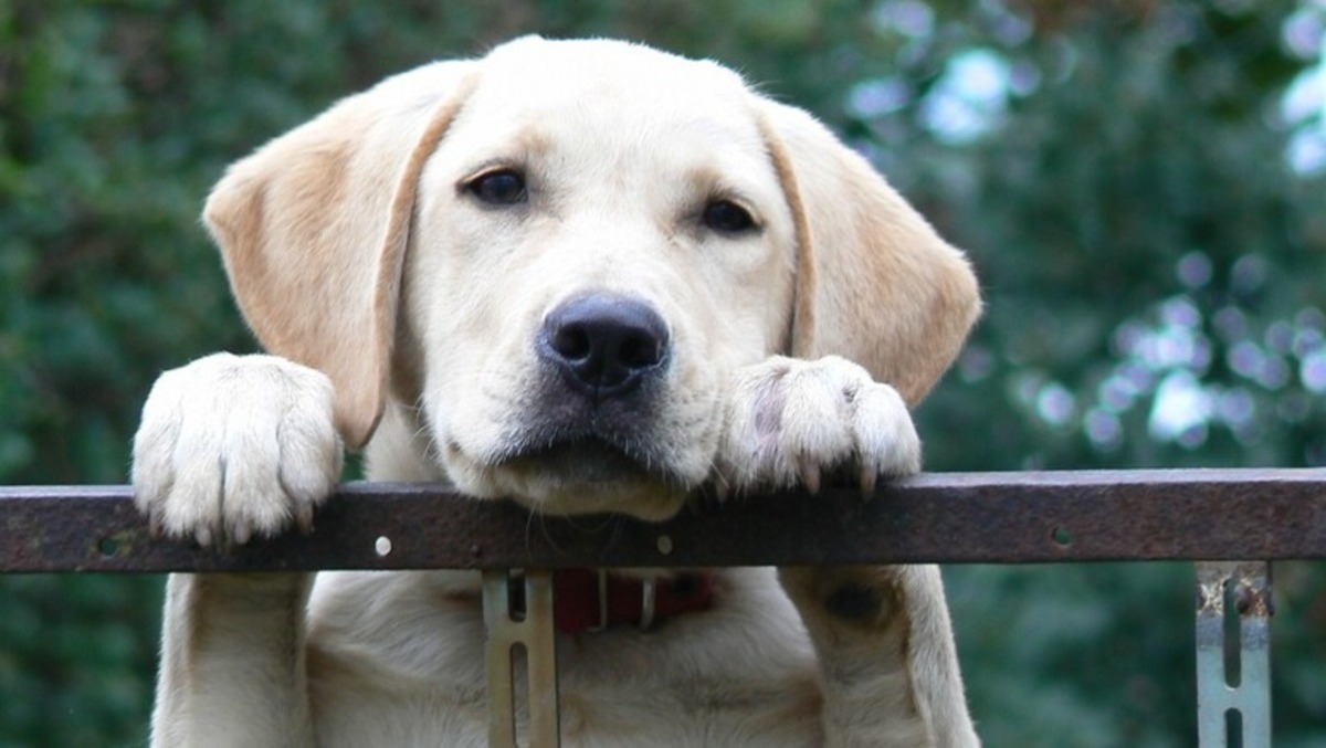 Uccide il suo cane colpendolo alla testa e lo seppellisce in giardino: indagato il padrone - foto Ansa