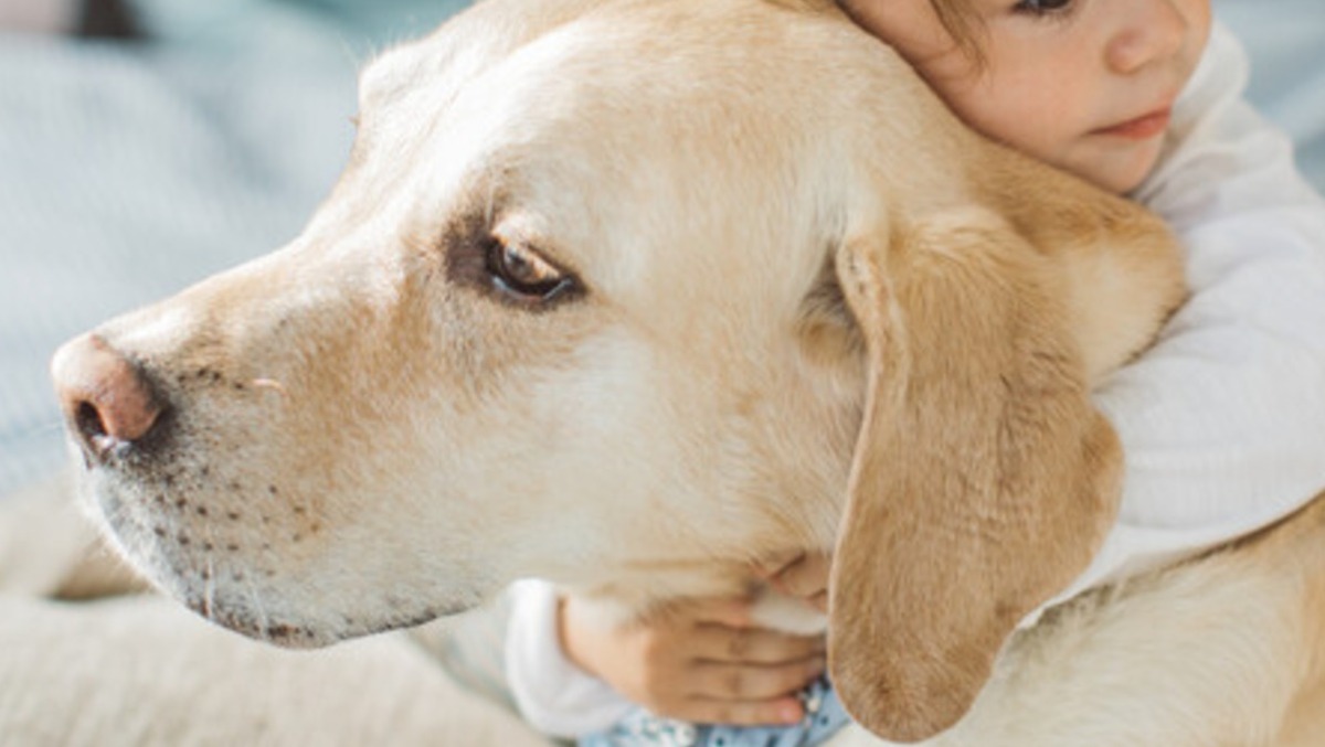 "Violenza inaccettabile": Protezione Animali denuncia il proprietario del Labrador ucciso - foto Ansa