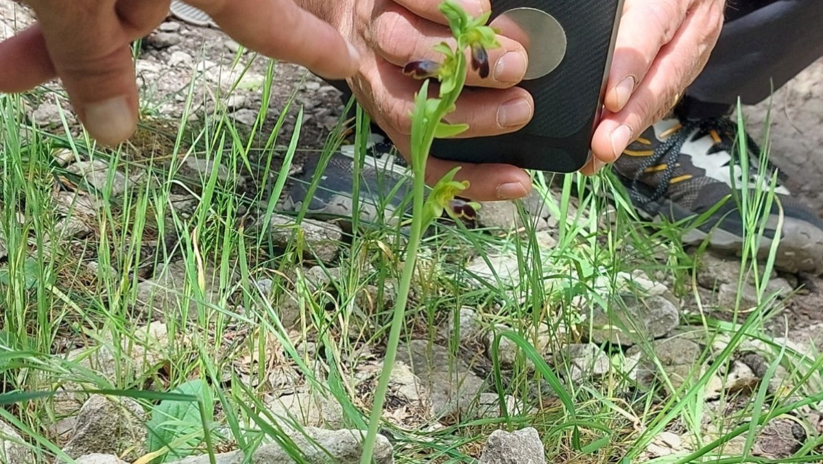Un'escursione in Valmarecchia alla scoperta delle orchidee spontanee - 