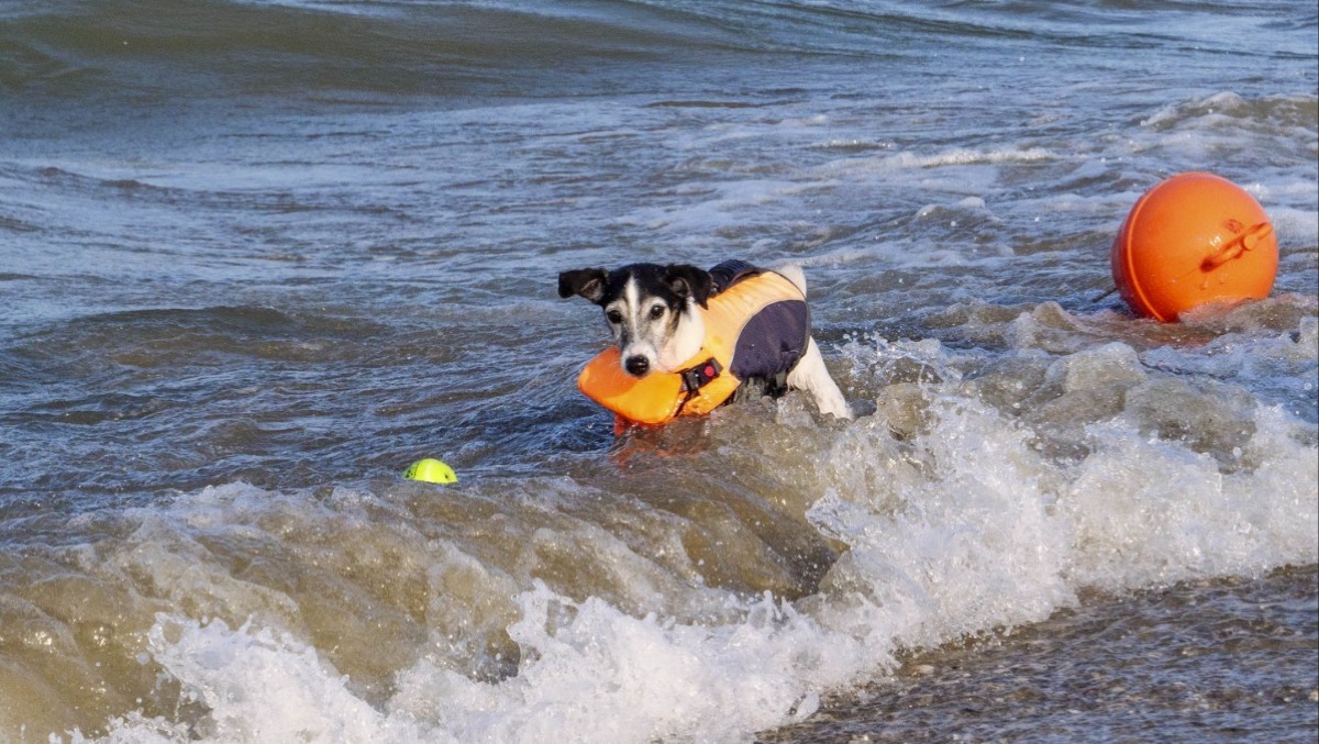 Rimini, più tempo al mattino per il bagno dei cani in mare - 