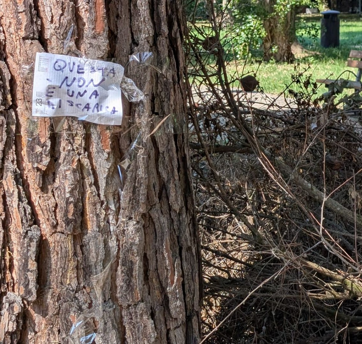 Rimini, parco dell’Anagrafe nel mirino: “Accumuli di ramaglie da anni”. La segnalazione - 