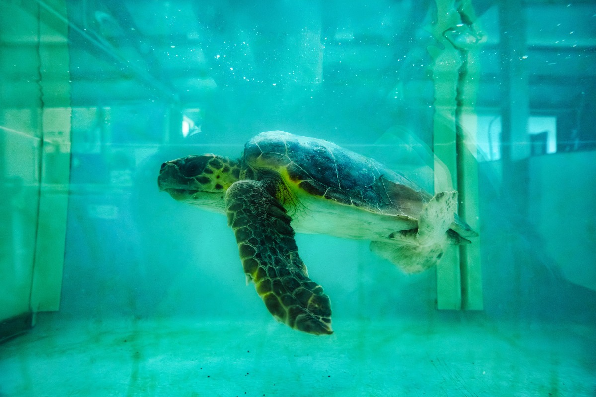 Riccione e Rimini, torna “Into the Blue – Sea Life Fest”: dieci giorni tra scienza, arte e mare - 