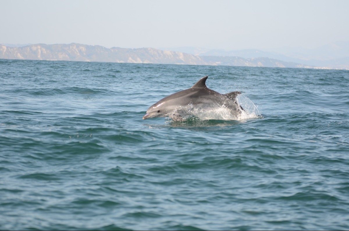 Nastro Rosa Tour e Delfini Metropolitani: ricerca sui cetacei in Adriatico da Cattolica a Riccione - 