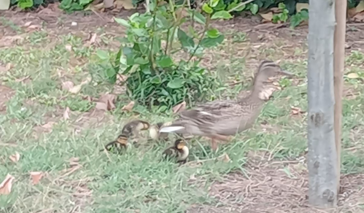 Anatra con sei piccoli in strada, salvata da un cittadino. La segnalazione - 