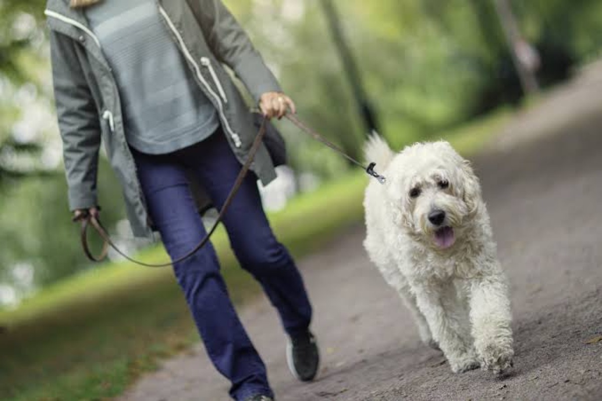 Scatta l'obbligo di lavare la pipì dei cani per strada. Bassetti frena: “Non serve a nulla, l’acqua non disinfetta” - 