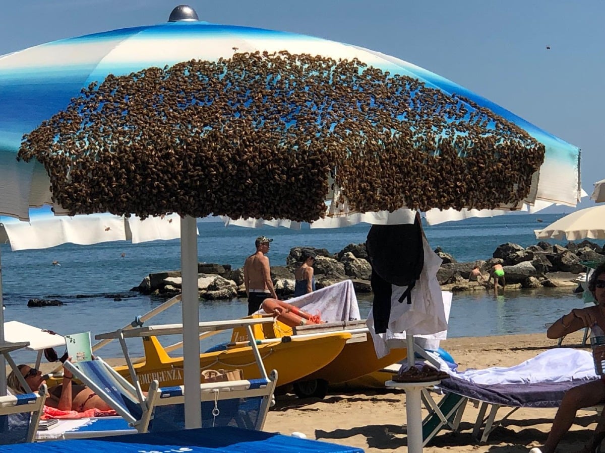 Cattolica, sciame di api si posa su un ombrellone: scena insolita sulla spiaggia - 