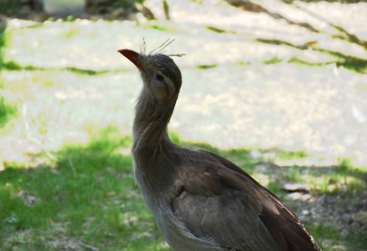 A Oltremare debutta il Seriema: nuovo ambasciatore della fauna sudamericana - 