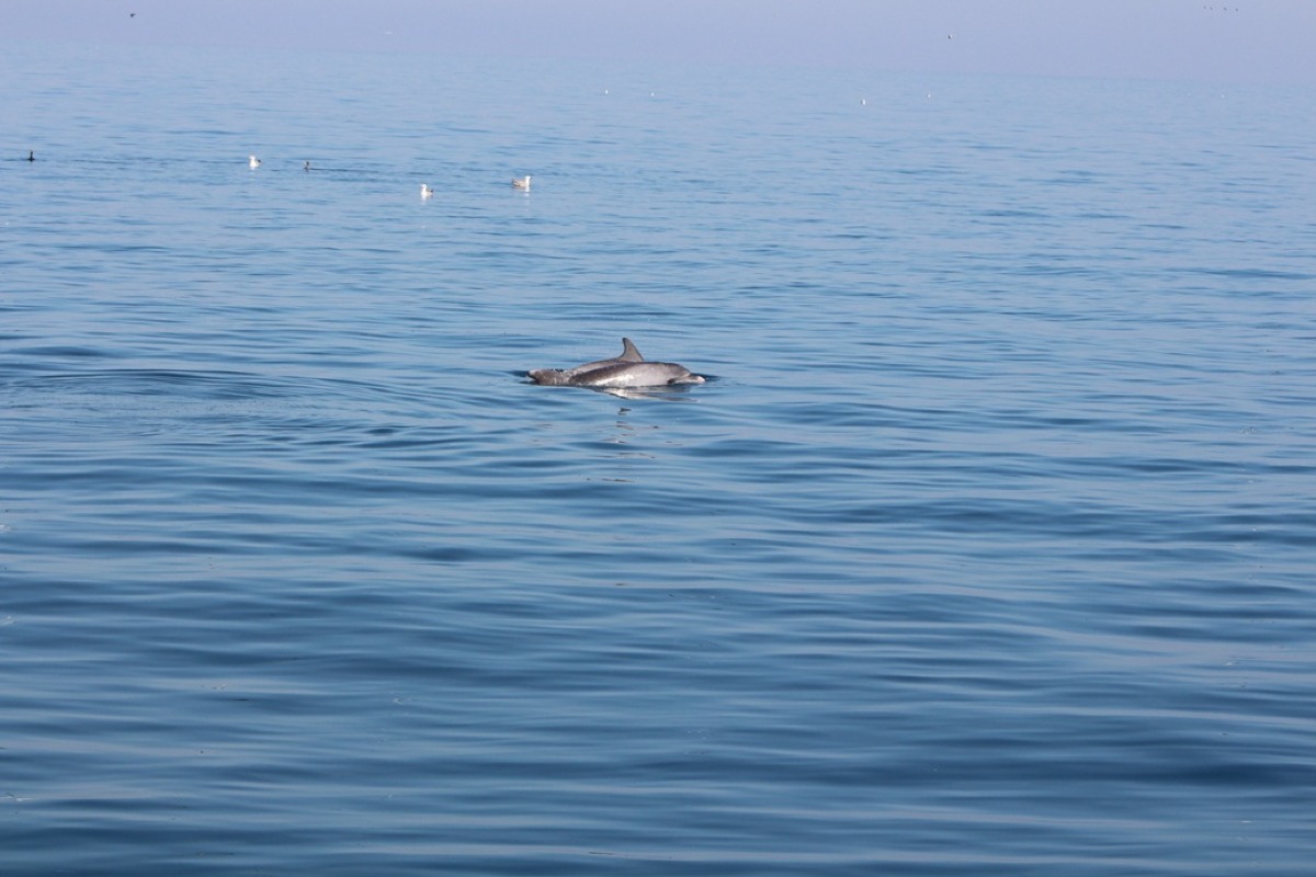Maxi avvistamento di delfini al largo di Rimini, presenti anche cuccioli: “Gruppo residente e in salute” - 