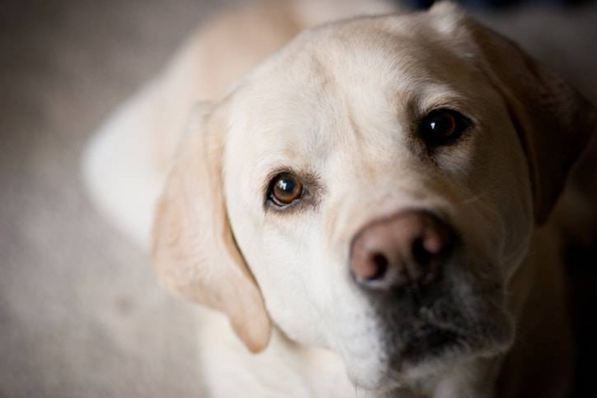 Cane ucciso e corpo occultato: associazione denuncia 60enne riminese