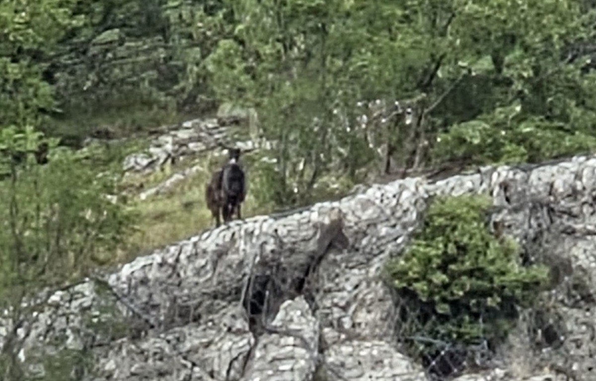 La Capra del Castello: la sentinella di Montecopiolo - 