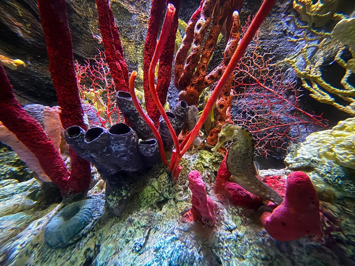 All’Acquario di Cattolica la vasca dei cavallucci marini raddoppia: un nuovo viaggio tra biologia e meraviglia - 