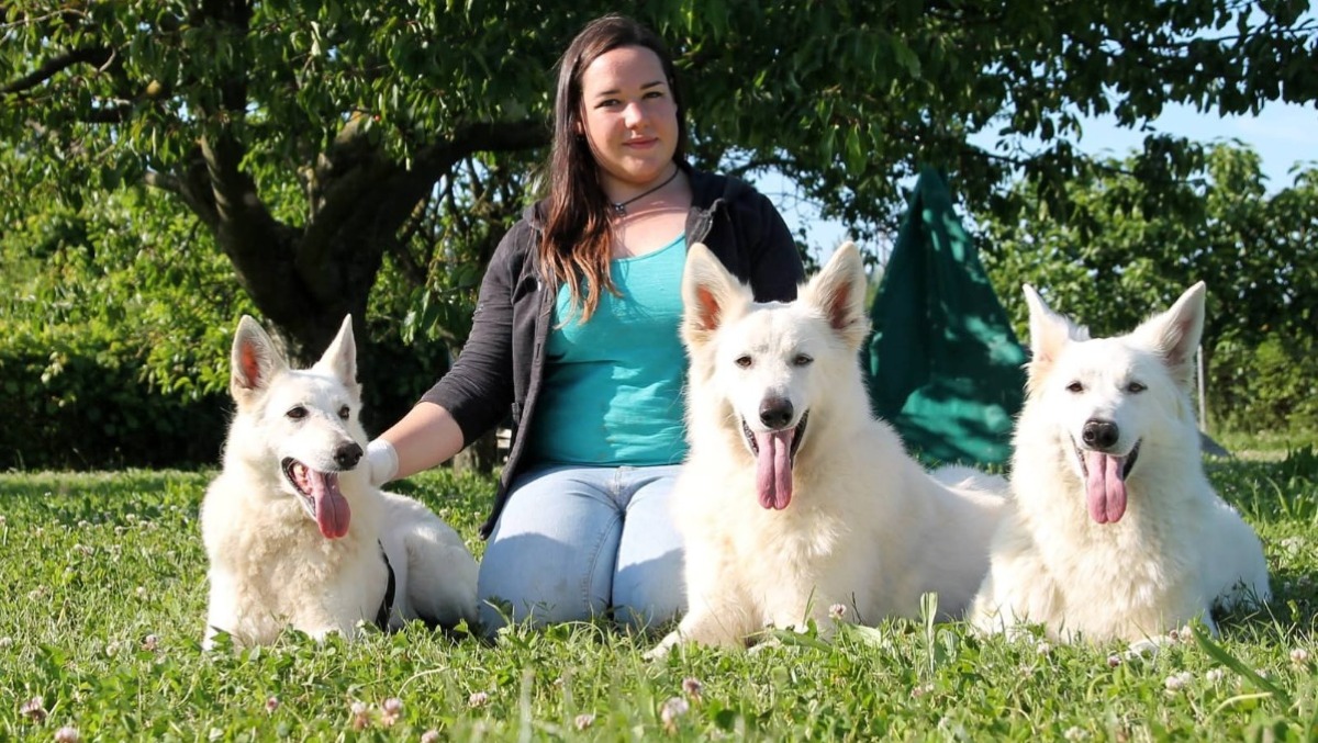 Rimini, nel 2025 il canile ha accolto 147 nuovi cani. Preoccupazione per gli abbandoni estivi - Silvia Maccan
