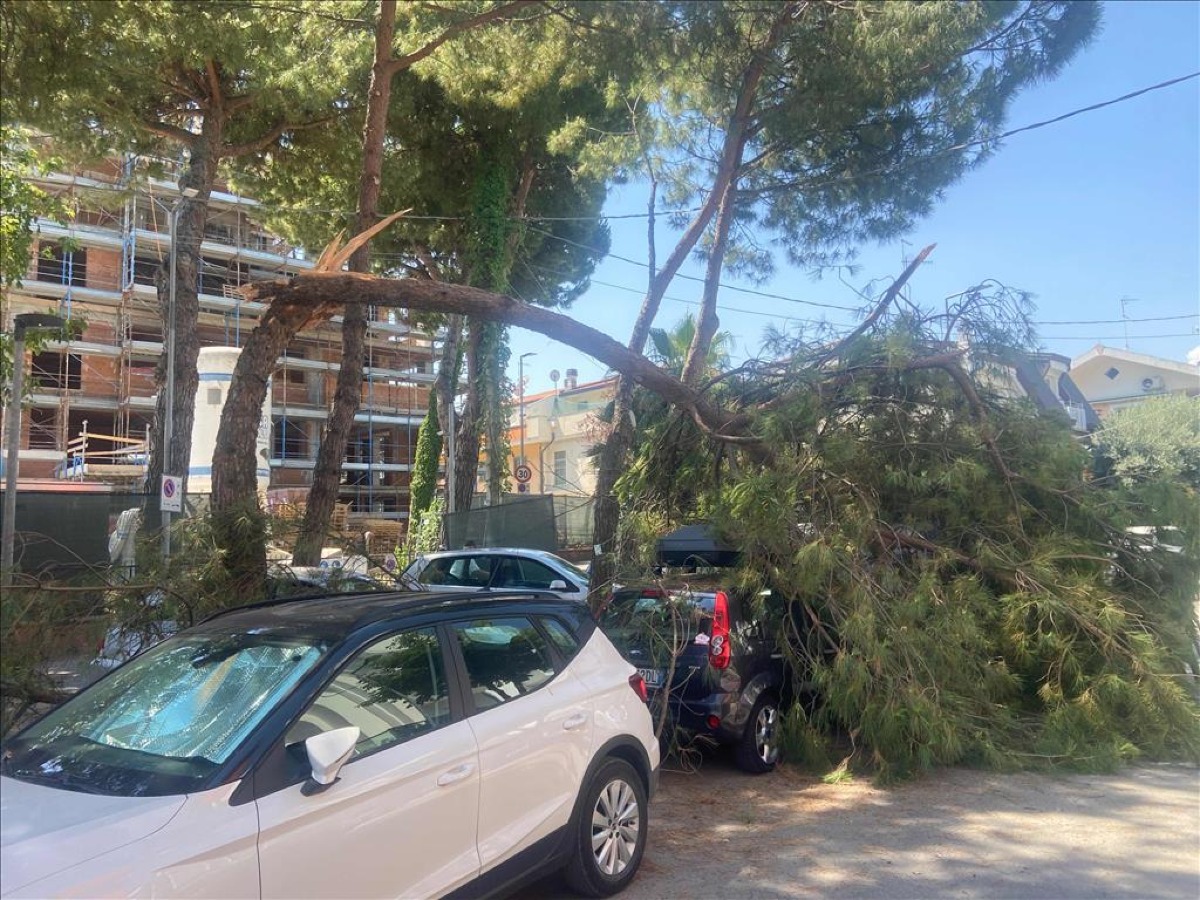 Maltempo a Riccione: alberi abbattuti e interventi della Polizia locale e dei Vigili del fuoco - 