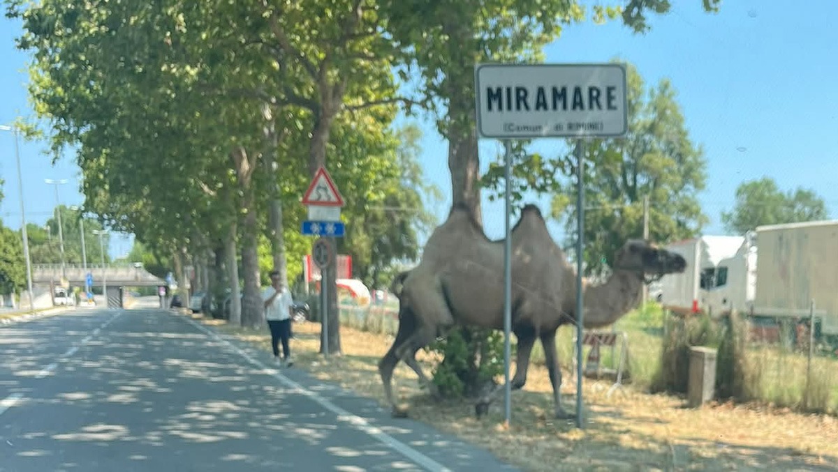 Passeggiata fuori programma a Miramare: cammello a spasso per la strada - 