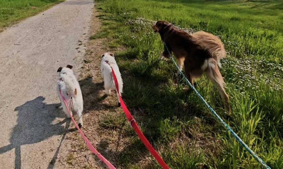 Misano, campagna per il decoro urbano: più regole per i proprietari di cani - 