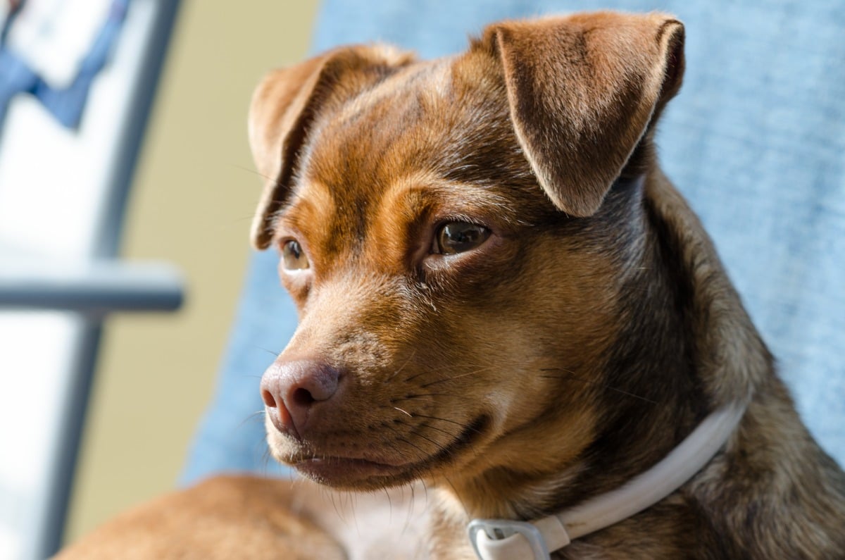 Contesa per il cane dopo l'addio: assolto il 52enne, ora l'ex rischia l'accusa di calunnia - Repertorio
