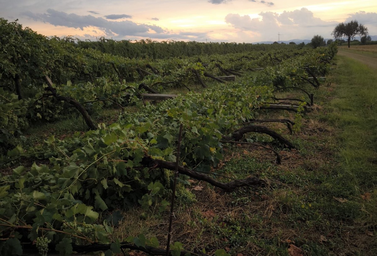 Cia Romagna: “Caldo e siccità, l’agricoltura affronta una nuova emergenza strutturale” - 