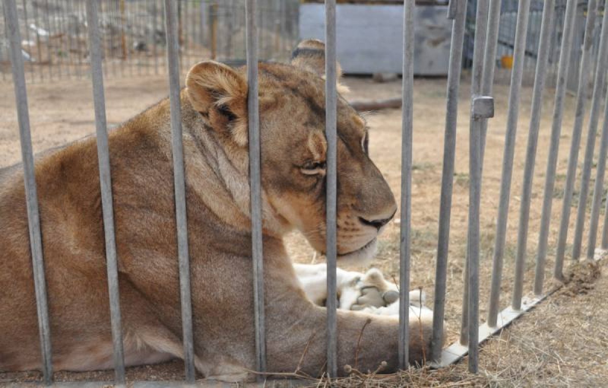 Il circo con animali scatena il dibattito politico: "Ma il Comune di Rimini non può vietarlo" - Foto a carattere dimostrativo (dal sito della Lav)