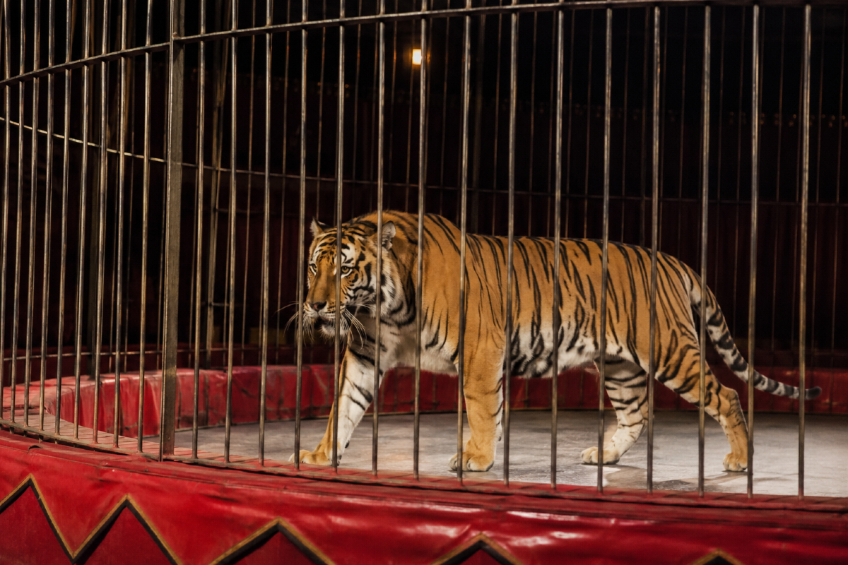 Animali frustati, in gabbia a temperature infernali: maltrattamenti nei circhi denunciati dalle associazioni - Immagine elaborata con ChatGpt, a scopo rappresentativo