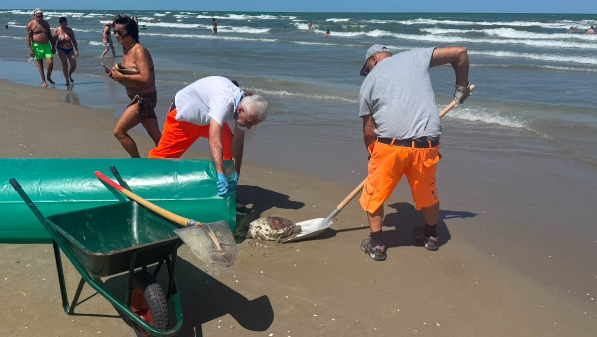 Tartaruga morta rinvenuta sulla spiaggia del bagno 28 di Rimini: "Mareggiate, caldi: capita di frequente" - 