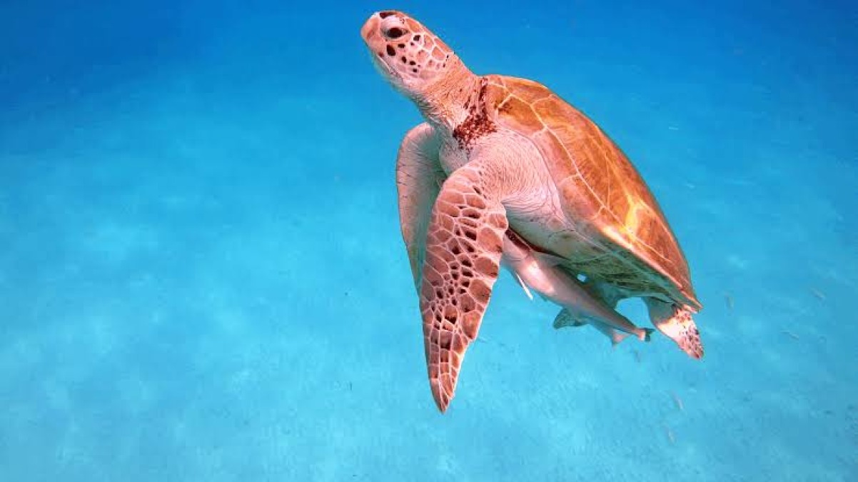 Riccione, torna in mare Nancy: l’alba speciale della tartaruga Caretta caretta salvata dalle reti - 