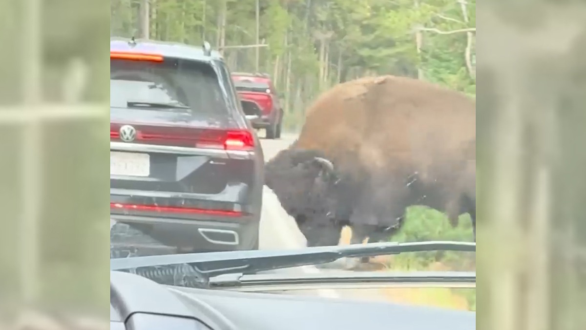 Yellowstone, bisonte incorna un'auto e fora una ruota: il video diventa virale - 