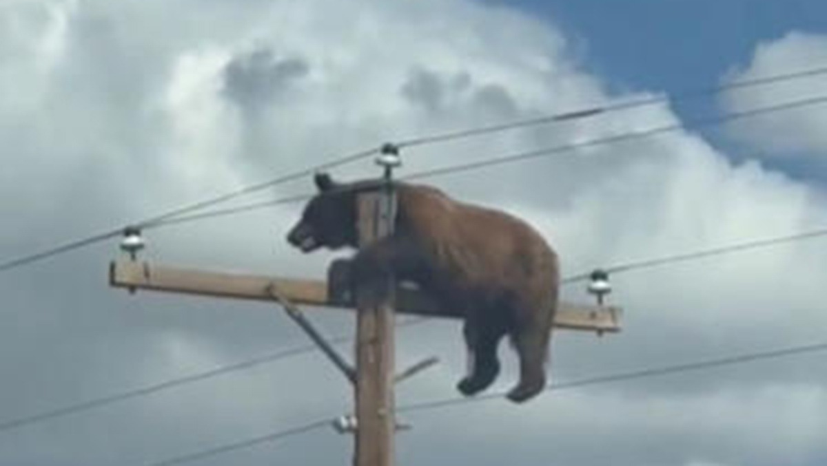 Orso si arrampica su un palo della luce: muore folgorato nonostante i soccorsi - 