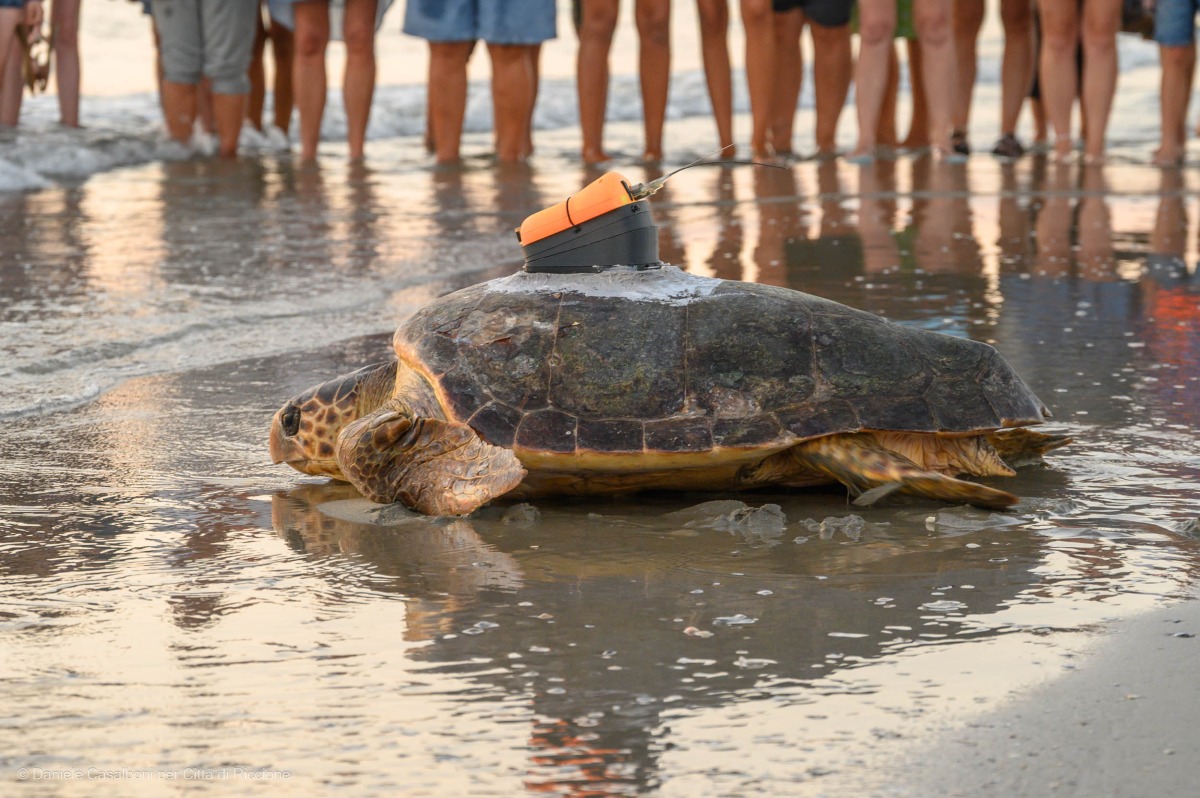 Riccione saluta Nancy: centinaia di persone all’alba per il ritorno in mare della tartaruga Caretta caretta - Ph Casalboni