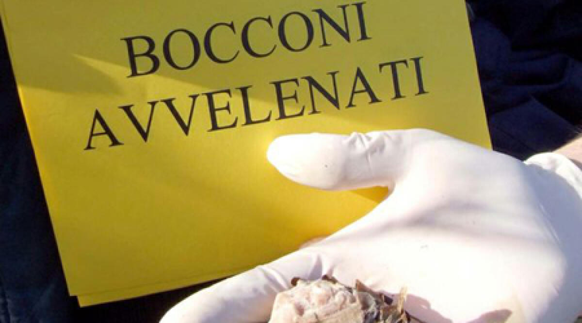 Dal Ravennate l'idea: unità cinofile per scovare bocconi esca e prevenire avvelenamento cani - Bocconi avvelenati REPERTORIO