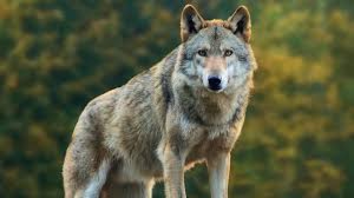 Gallipoli, turista e figlia di 12 anni aggredite da un animale: ipotesi lupo - Lupo (Repertorio)