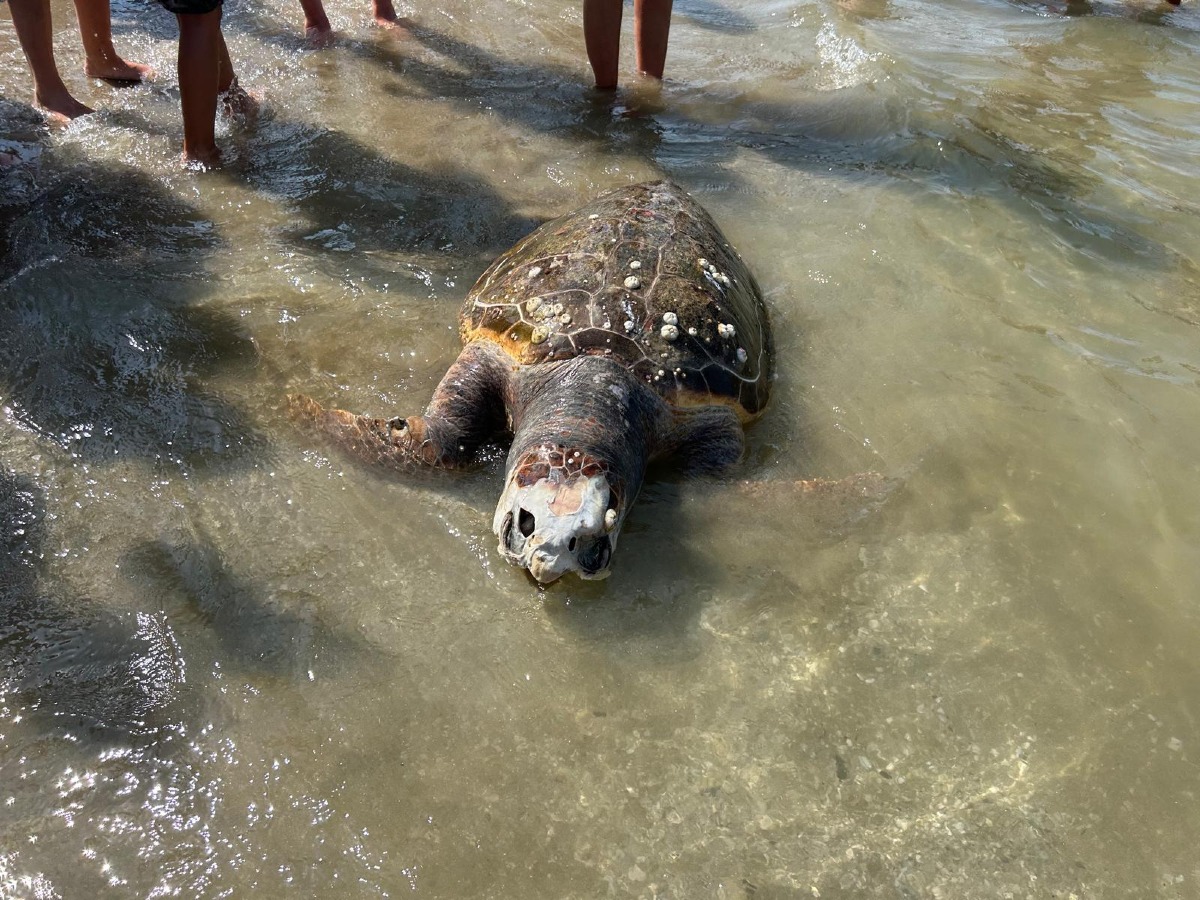 Rimini, tartaruga gigante trovata morta in spiaggia: è la seconda in una settimana - 