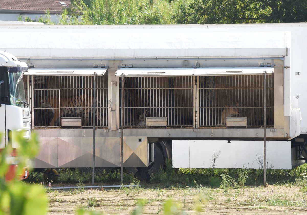Animali in gabbia al circo con le temperature estreme: animalisti chiedono intervento dell'Ausl - 