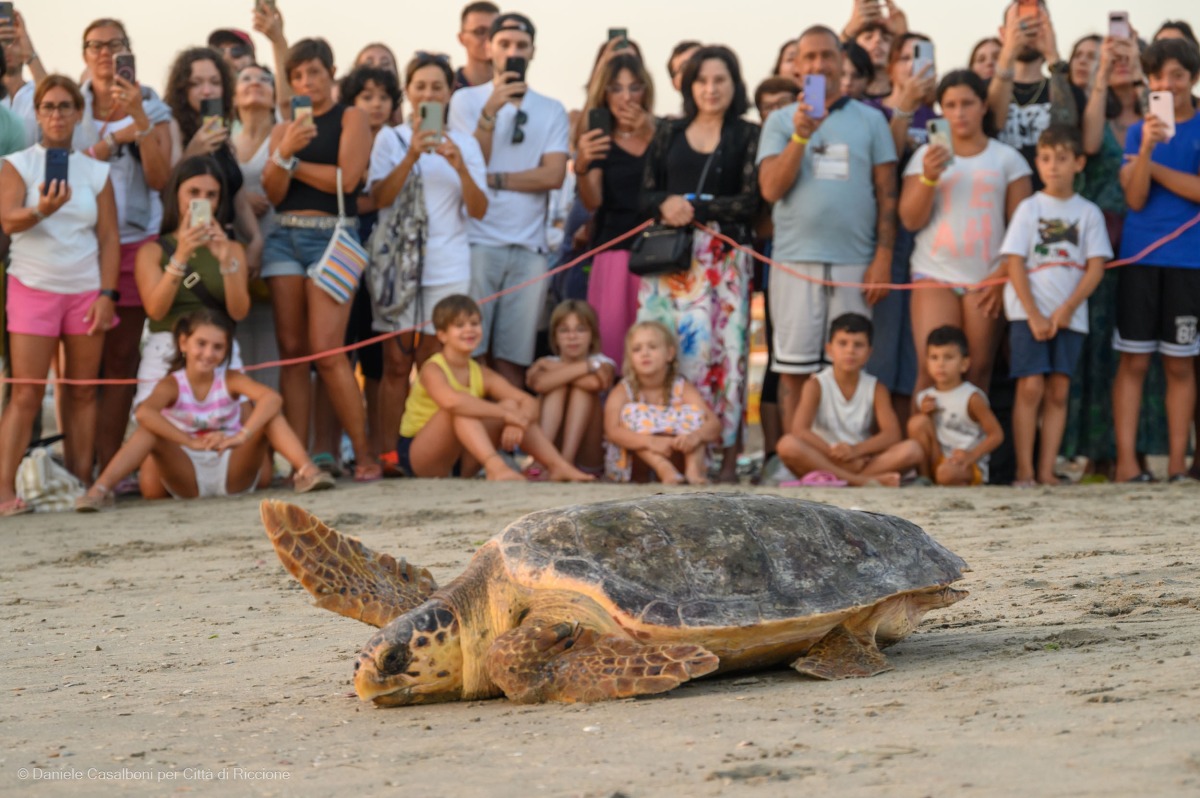 Riccione, la tartaruga Cira torna in mare: emozione all’alba in spiaggia  - Il rilascio di Cira 