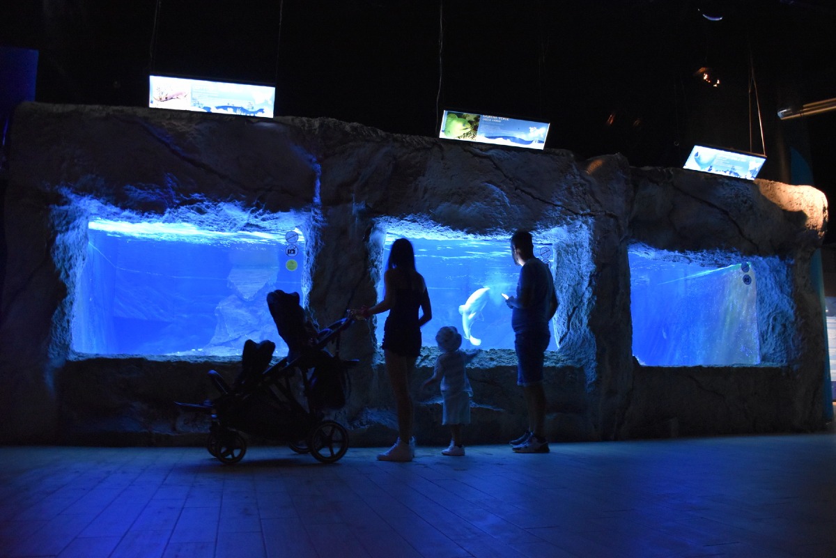 L'acquario di Cattolica raddoppia le aperture serali - Acquario di Cattolica