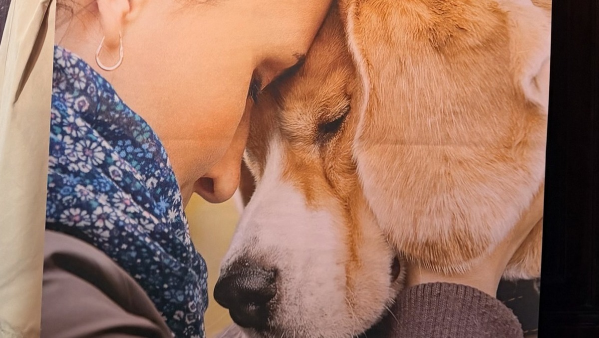Cattolica lancia campagna contro l'abbandono degli animali - 